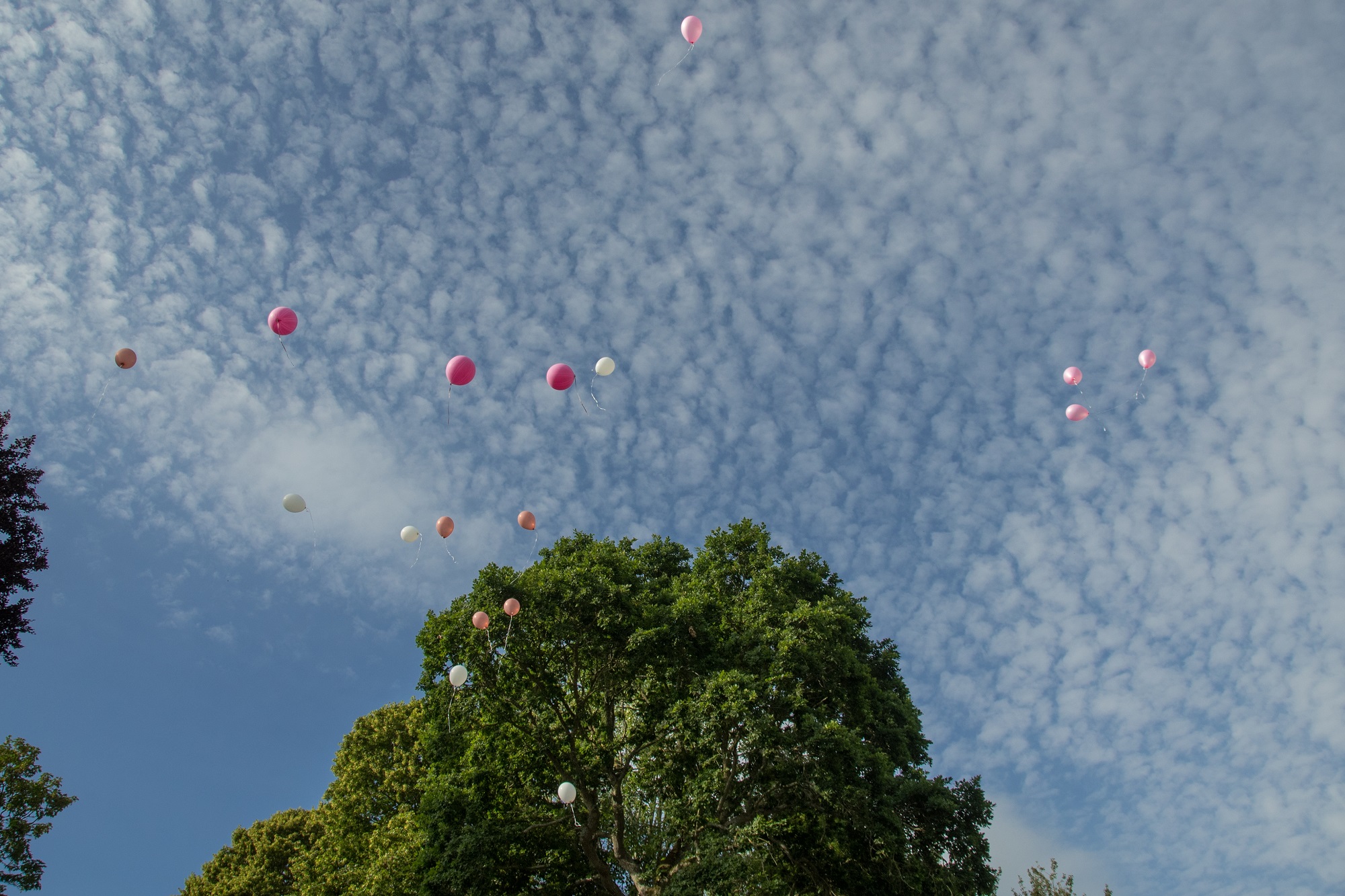 MilleMercisMariage - Annuaires de Mariage