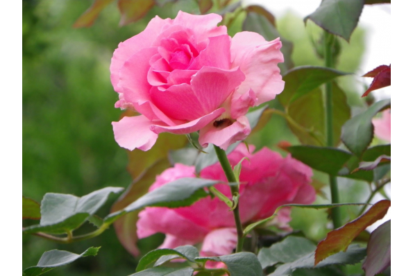 MilleMercisMariage - Liste de mariage