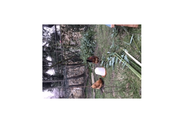 Photos