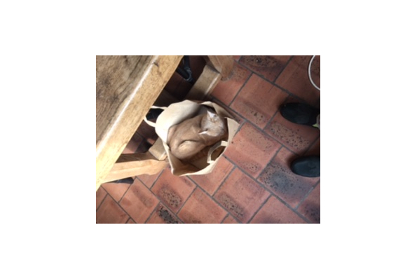 Photos