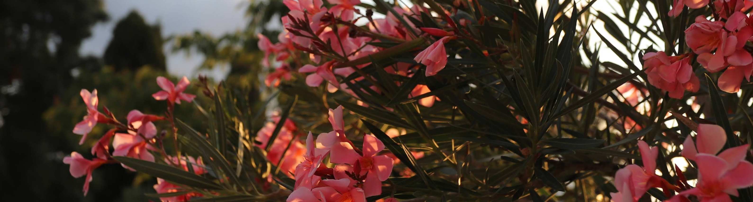 MilleMercisMariage - Liste de mariage